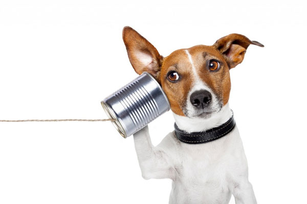 getting-your-dog-to-listen-to-you